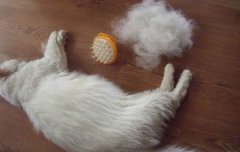 用茶叶清洗宠物猫的毛