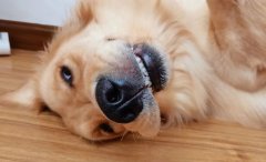 狗狗得了肠炎怎么办？狗狗肠炎的症状及治疗方