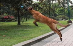 成年马犬怎么训练才听话
