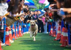 宠物剃毛后一直焦躁不安是为什么