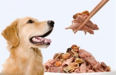 宠物狗狗常见行为背后的意思