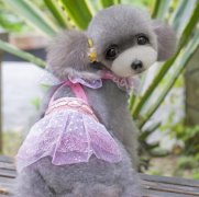 幼犬大便干燥应该怎么办