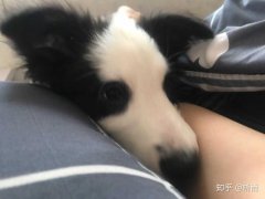 犬瘟热感染后的主要症状