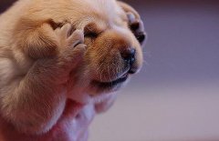 常见能引起狗狗出现瘙痒的皮肤病