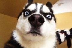 两月龄以下的幼犬不需要磨牙棒
