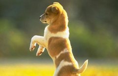 宠物狗狗围着你转圈是什么意思