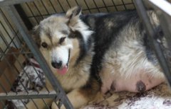 犬瘟的治愈率本身比较低