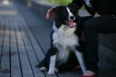 从宠物狗狗的日常行为判断它们的性格