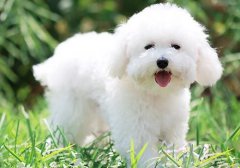 博美犬补充蛋白质的好处