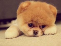 宠物消瘦的原因及应对方法