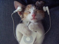 被小猫抓破了一点点皮怎么办