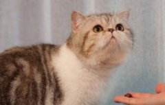 猫咪的生活习性是怎样