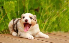如何判断猫狗是否有狂犬病