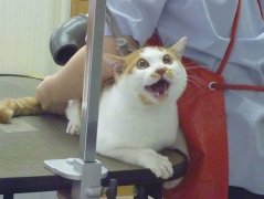 为大家介绍猫咪要怎么打疫苗