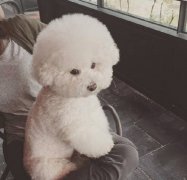 比熊得了皮肤病怎么办