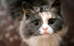 养猫的好处有哪些