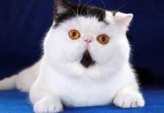 预防猫抓病并不只是注意别被猫抓伤就可以
