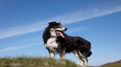 如何鉴别牧羊犬