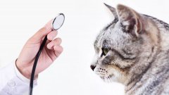 猫拉稀该怎么办