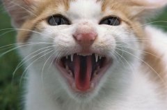 小猫多大可以驱虫