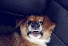 狗狗常见呕吐的原因有哪些