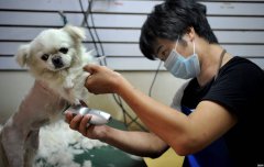 怎么开好一个宠物店