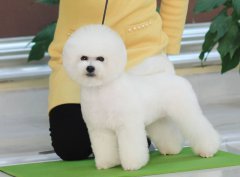 男生开宠物店还是非常占有优势的