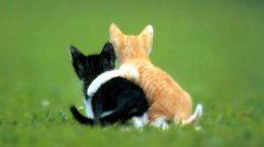 如何判断猫的年龄