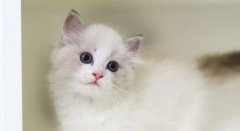 如何才能养好一只猫