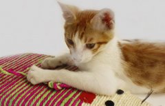 如何判断小猫是否健康