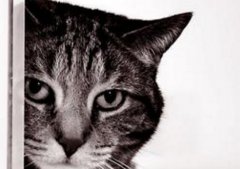 家里养猫需要注意什么