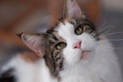 把猫独自留在家里怎么办