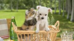 如何选择养猫还是养狗