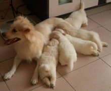 小狗肚子里有虫子怎么办