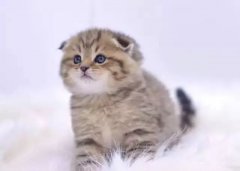 如何训练猫大小便