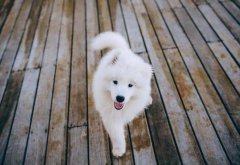 <b>宠物狗狗萨摩耶有这些缺点</b>