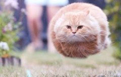 宠物猫咪是否是没有时间观念