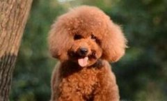 <b>惩罚泰迪犬的时候不能犯哪些错误</b>