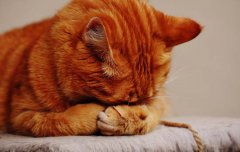 猫咪爪子是比较敏感的地方
