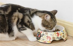 如果听见猫咪发出“嘎嘎嘎”声怎么办