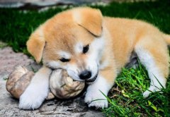 饲养秋田犬狗狗需要重视心理健康