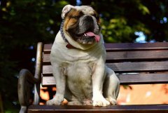怎样训练英国斗牛犬大小便