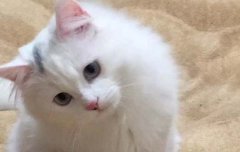猫咪的鼻纹就是它们的身份证
