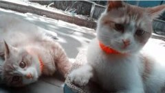 宠物猫咪生气是这样表达
