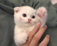 猫咪这样做其实是忠心护主