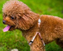 给泰迪犬美容需要注意哪些事情
