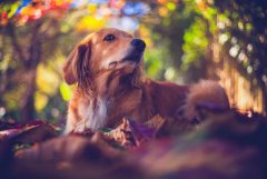 在饲养金毛犬的过程中，我们经常会遇到哪些雷