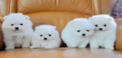 <b>怎样对茶杯犬的毛发进行更好的护理</b>