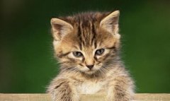 猫咪的喵叫声有什么含义