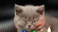 猫咪其实也有害怕的东西